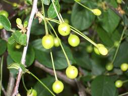 Image of gean, wild cherry