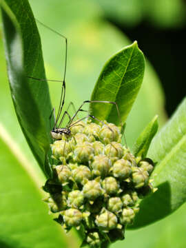 Image of daddy long-legs spiders