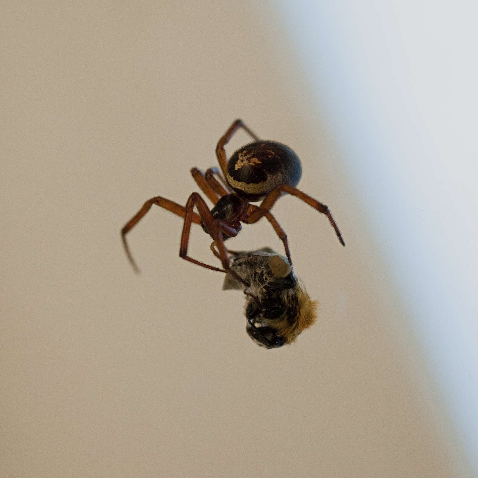 Image of Cobweb weaver