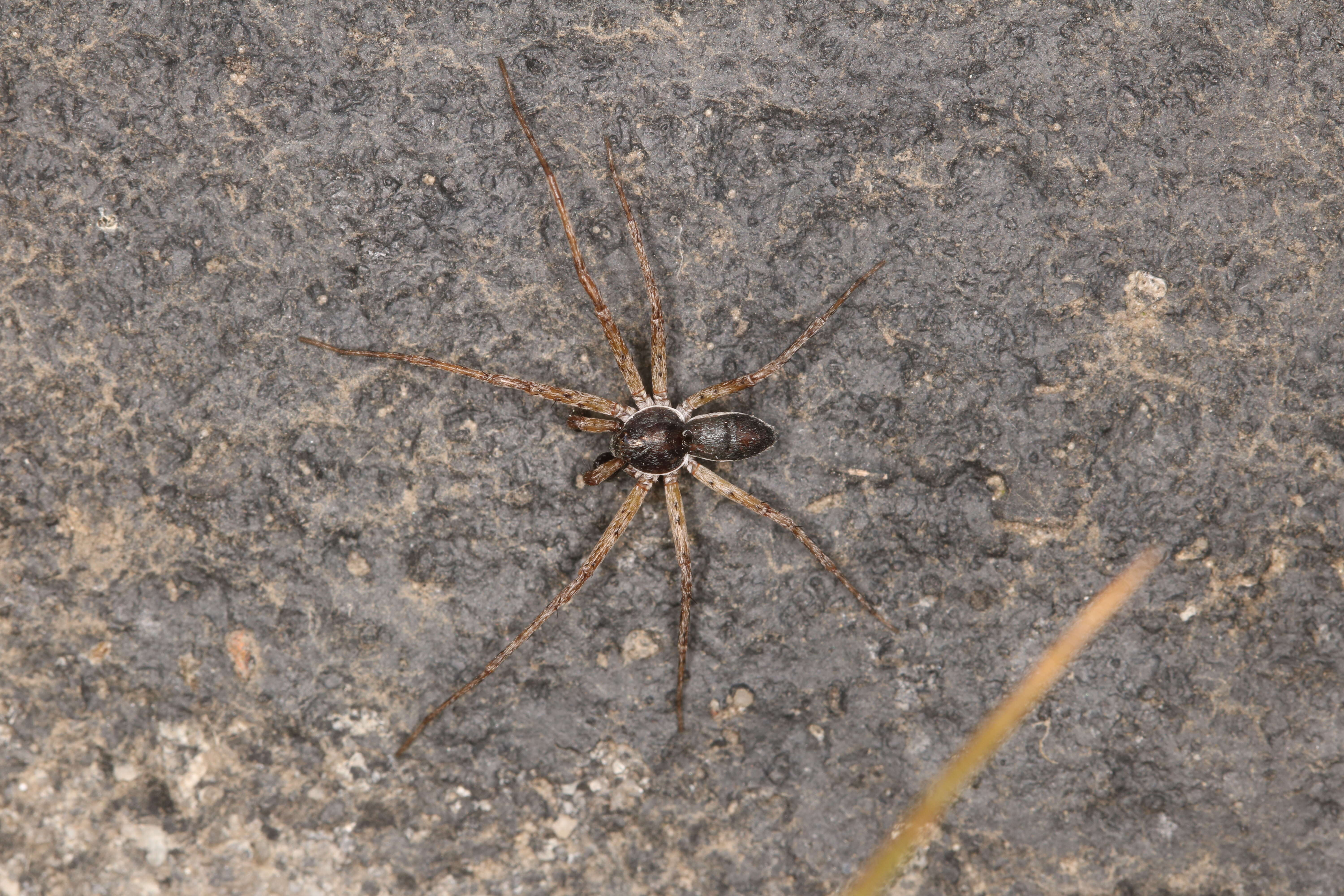 Image of Philodromus dispar Walckenaer 1826