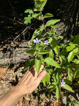 Image of Drummond's wild petunia