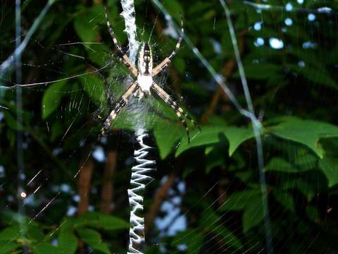 Image of Black-and-Yellow Argiope