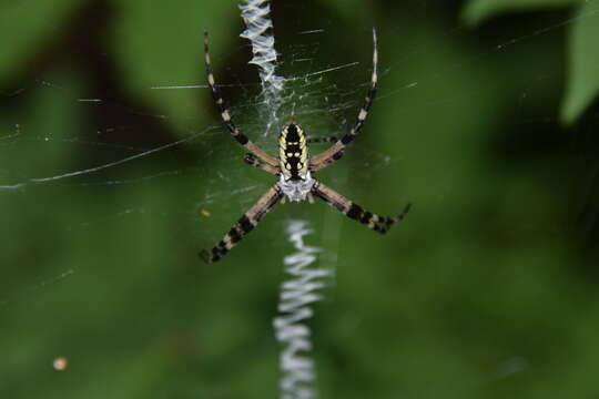 Image of Black-and-Yellow Argiope