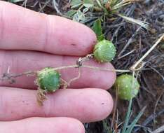 Imagem de Cucumis myriocarpus subsp. myriocarpus