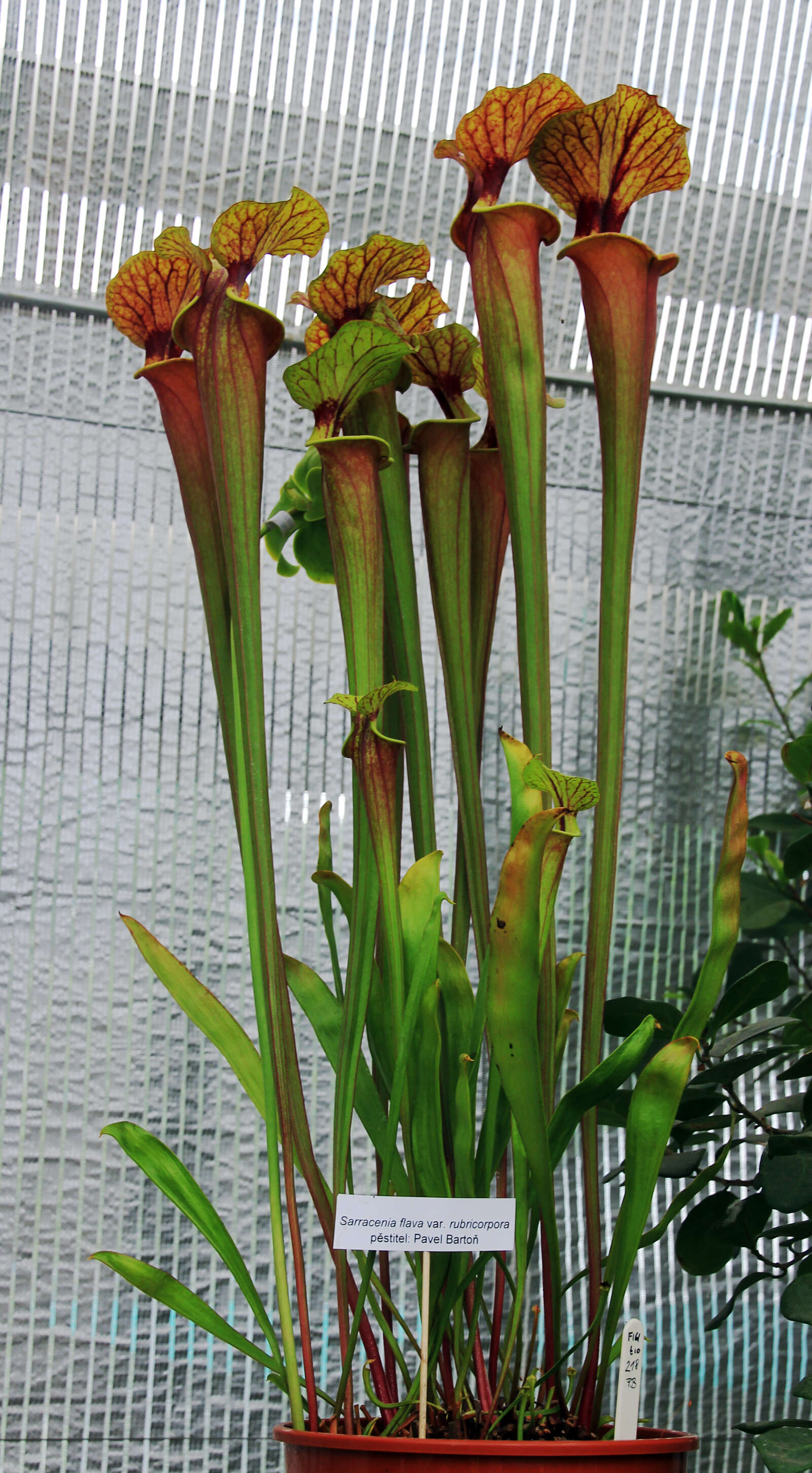 Image of Yellow pitcher plant