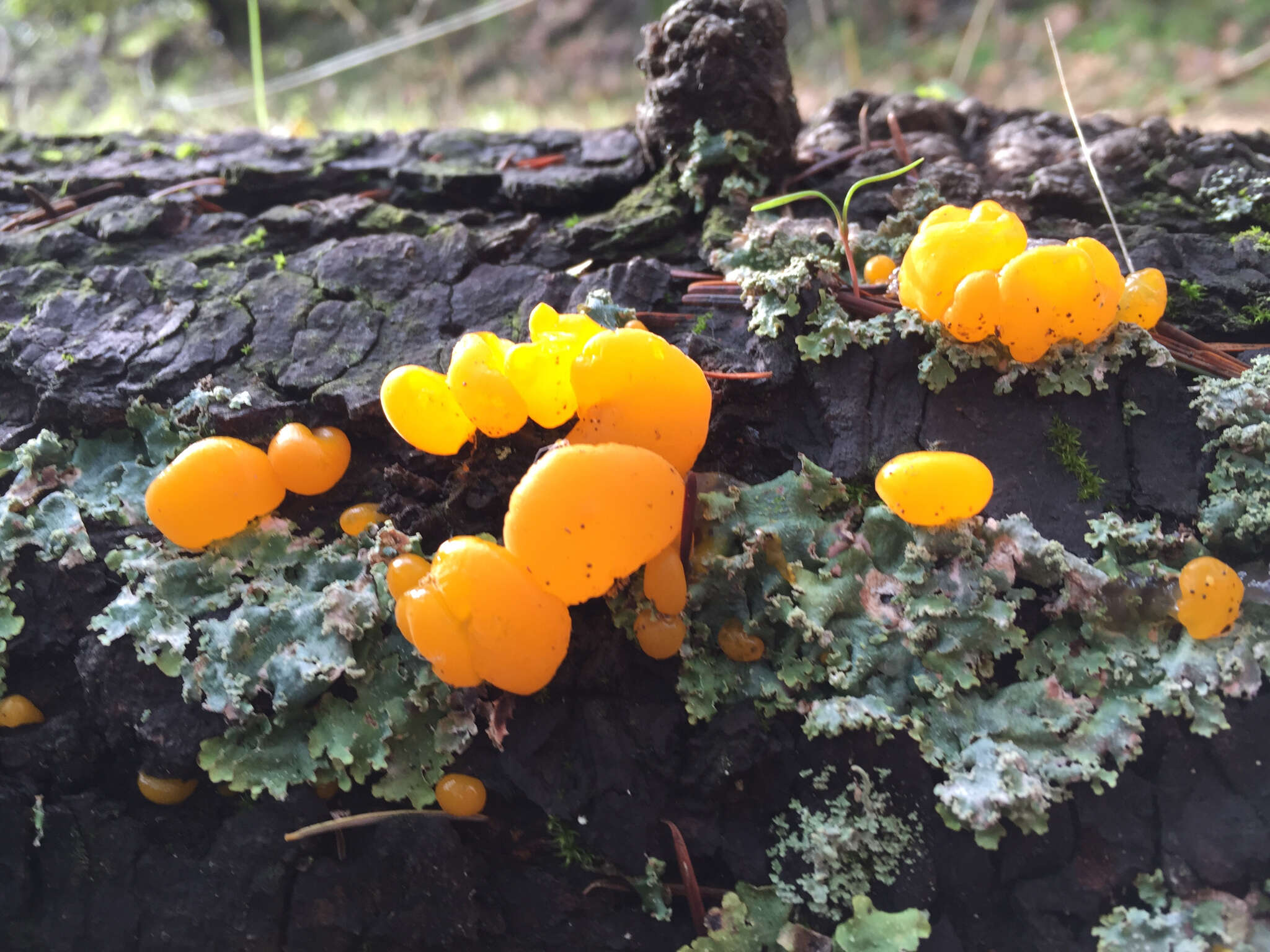 Image of Yellow Hat Jelly