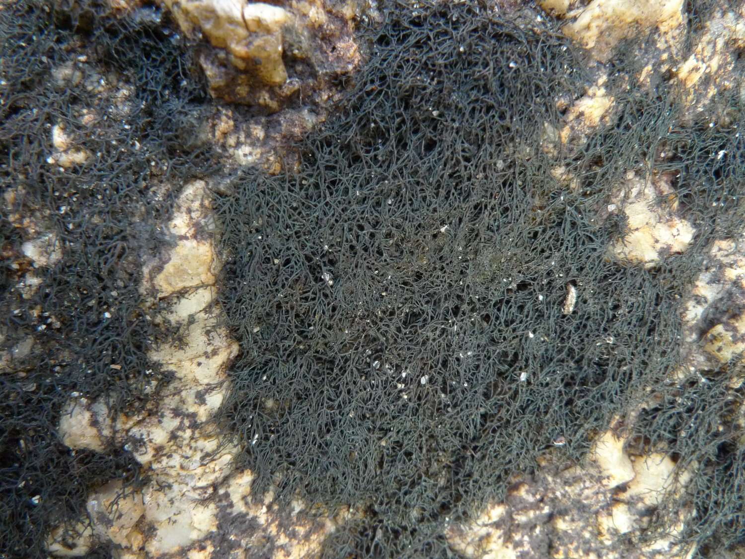 Image of Waterside rockshag lichen