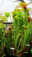 Image of Green Pitcherplant