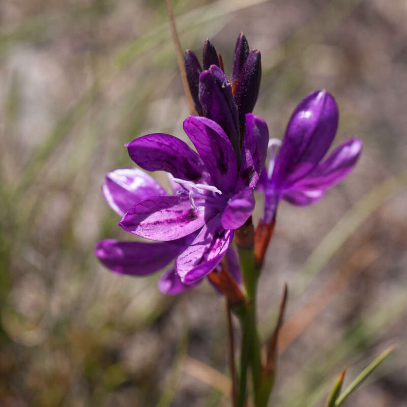 Image of Thereianthus bracteolatus (Lam.) G. J. Lewis