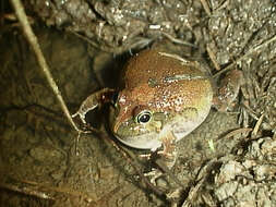 Image of Ornate Burrowing Frog