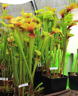 Image of Green Pitcherplant