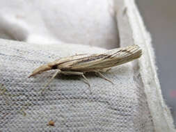 Image of Sod Webworm