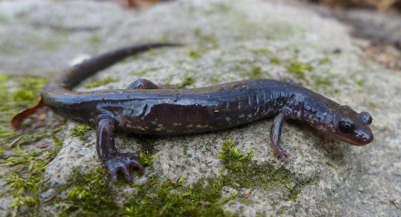 Plancia ëd Plethodon wehrlei Fowler & Dunn 1917