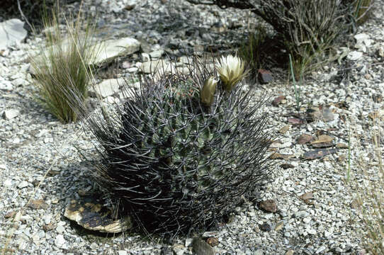 Plancia ëd Echinopsis ferox (Britton & Rose) Backeb.