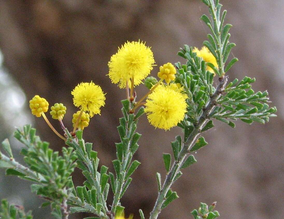 Imagem de Acacia acanthoclada F. Muell.