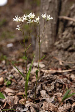 Image of Gagea triflora (Ledeb.) Schult. & Schult. fil.