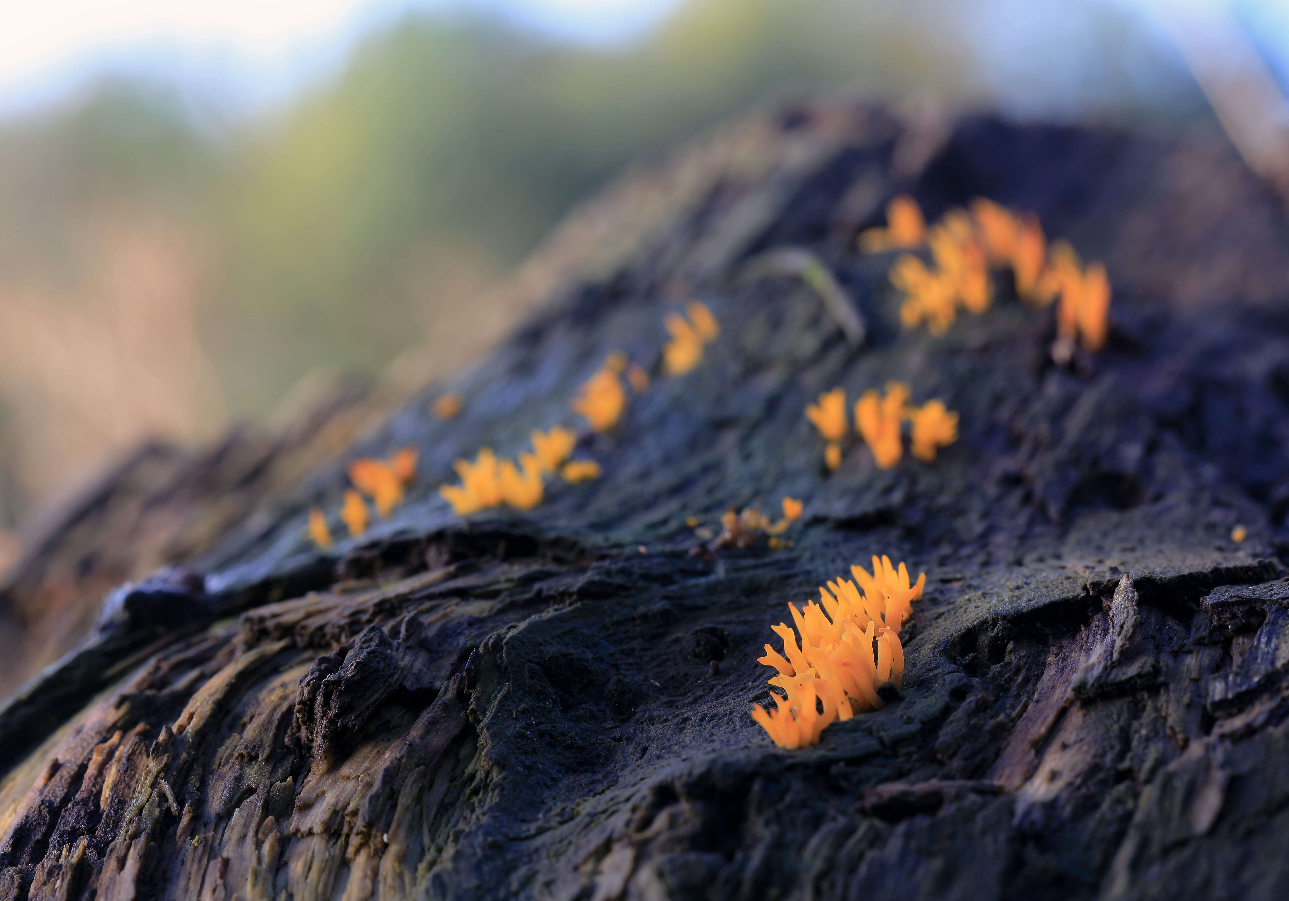 Imagem de Calocera cornea (Batsch) Fr. 1827