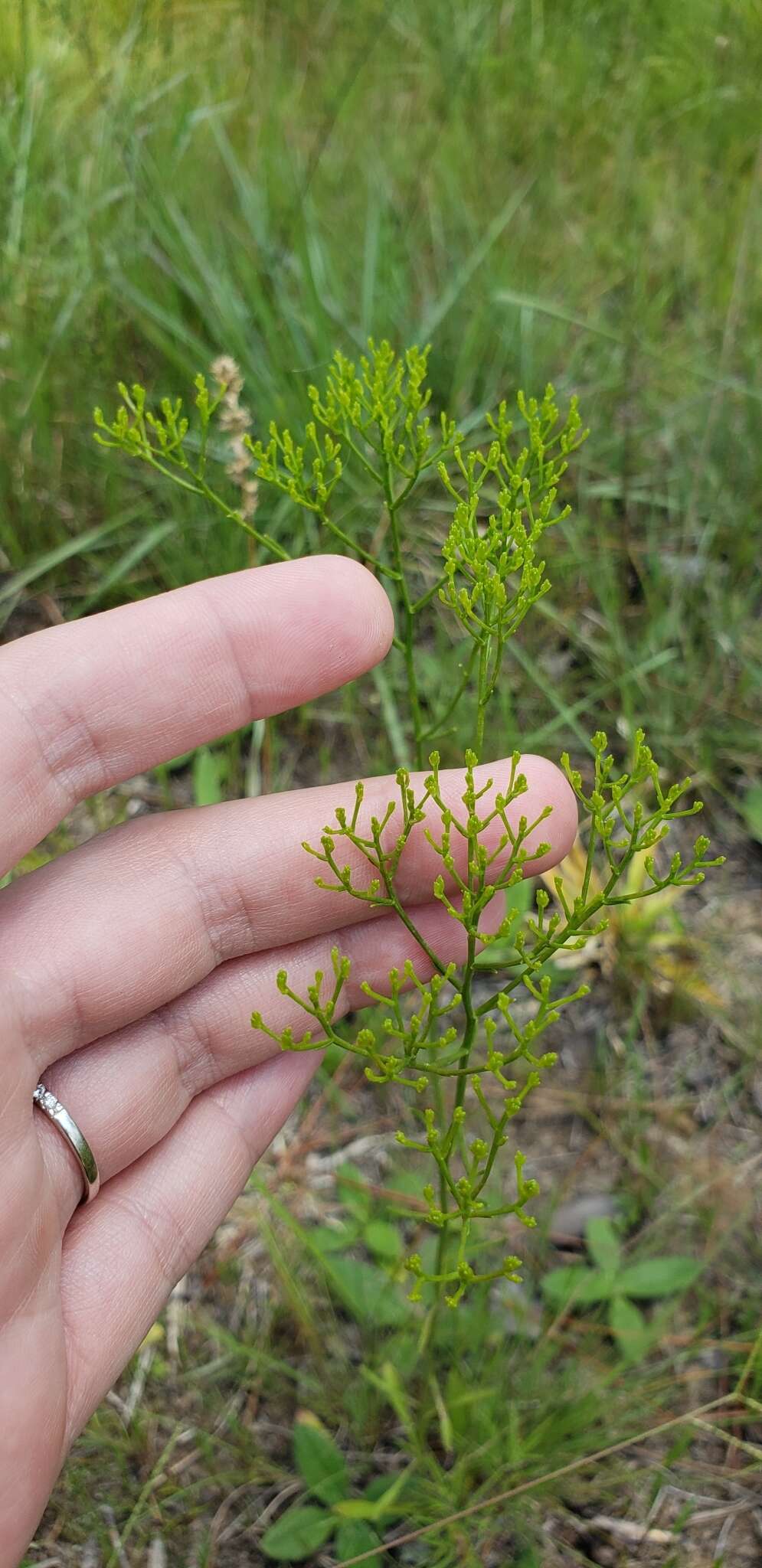 Image of Pineland Rayless-Goldenrod