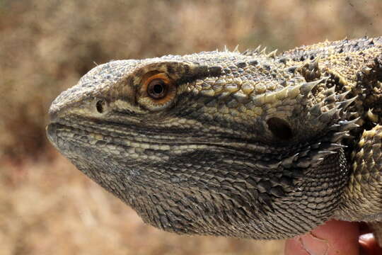 Plancia ëd Pogona vitticeps (Ahl 1926)