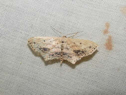 Image of Frosted Tan Wave Moth