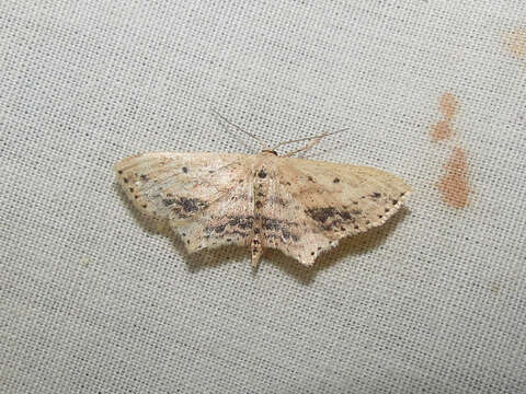 Image of Frosted Tan Wave Moth