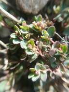 صورة Euphorbia cinerascens Engelm.