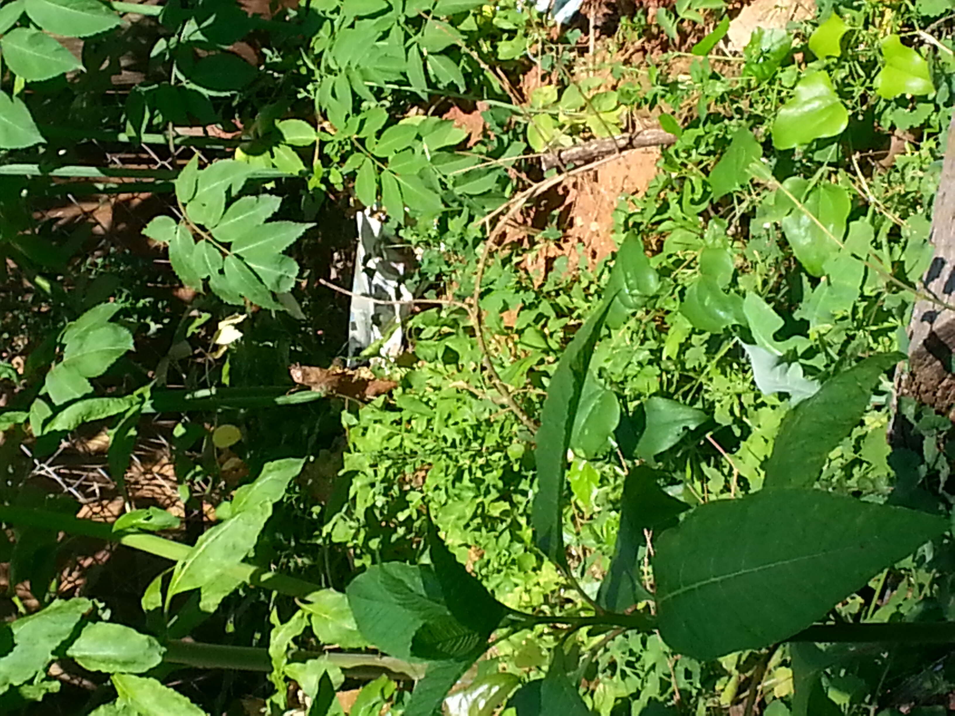 Image of American Nightshade