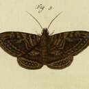 صورة Speiredonia itynx Fabricius 1787