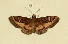 صورة Speiredonia obscura (Cramer 1780)