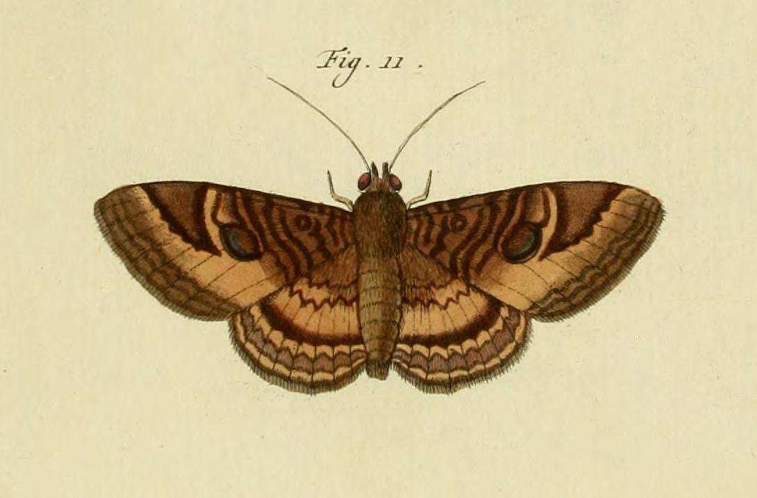 Слика од Speiredonia obscura (Cramer 1780)