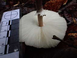 صورة Macrolepiota eucharis Vellinga & Halling 2003