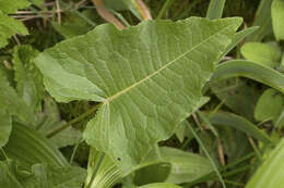 Image of Rumex ujskensis Rech. fil.