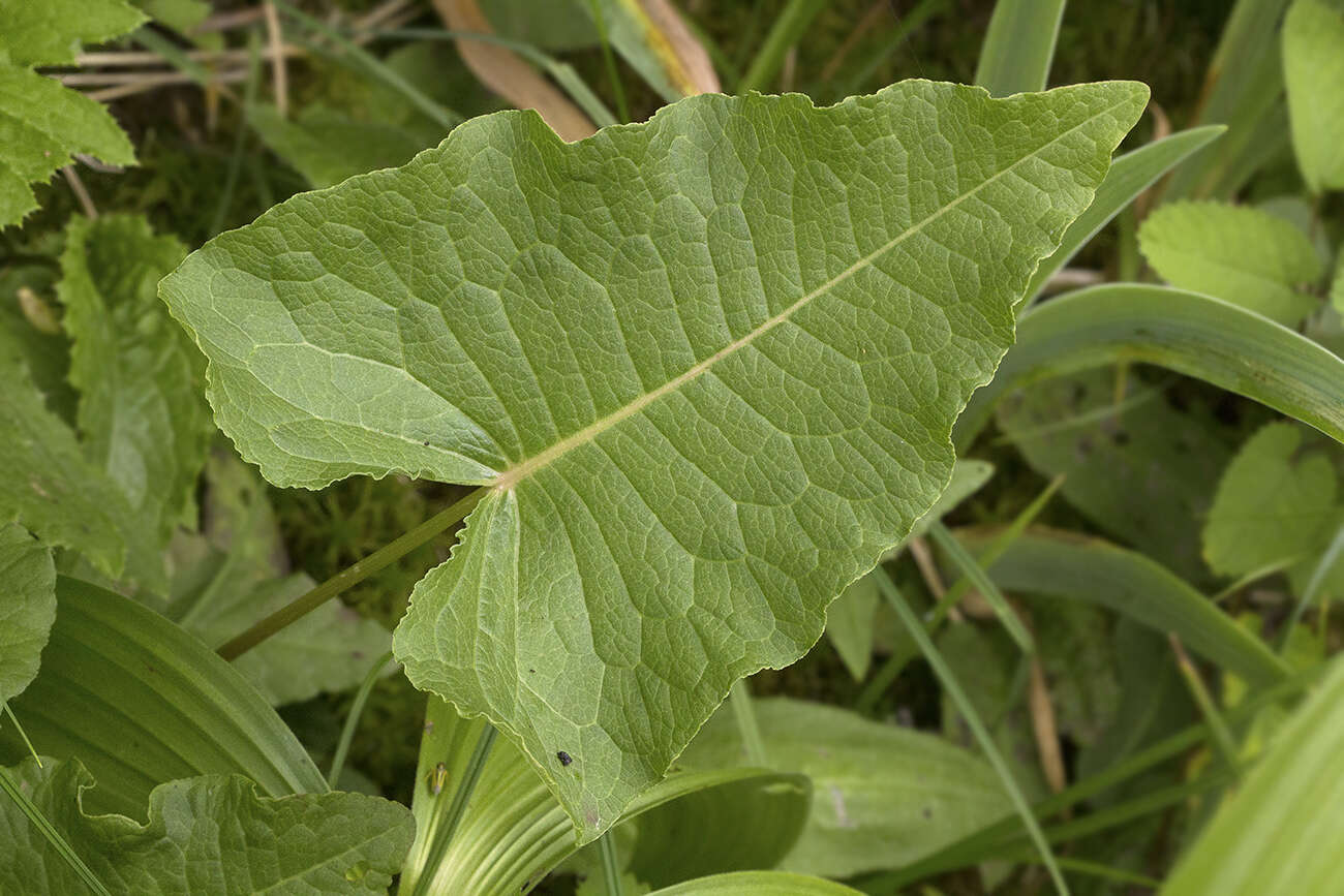 Image of Rumex ujskensis Rech. fil.