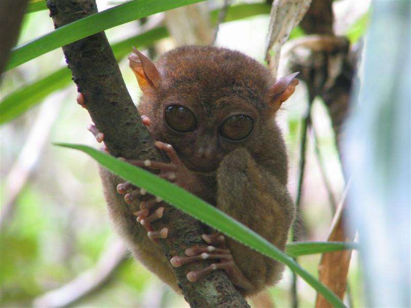 Image of Philippine tarsier