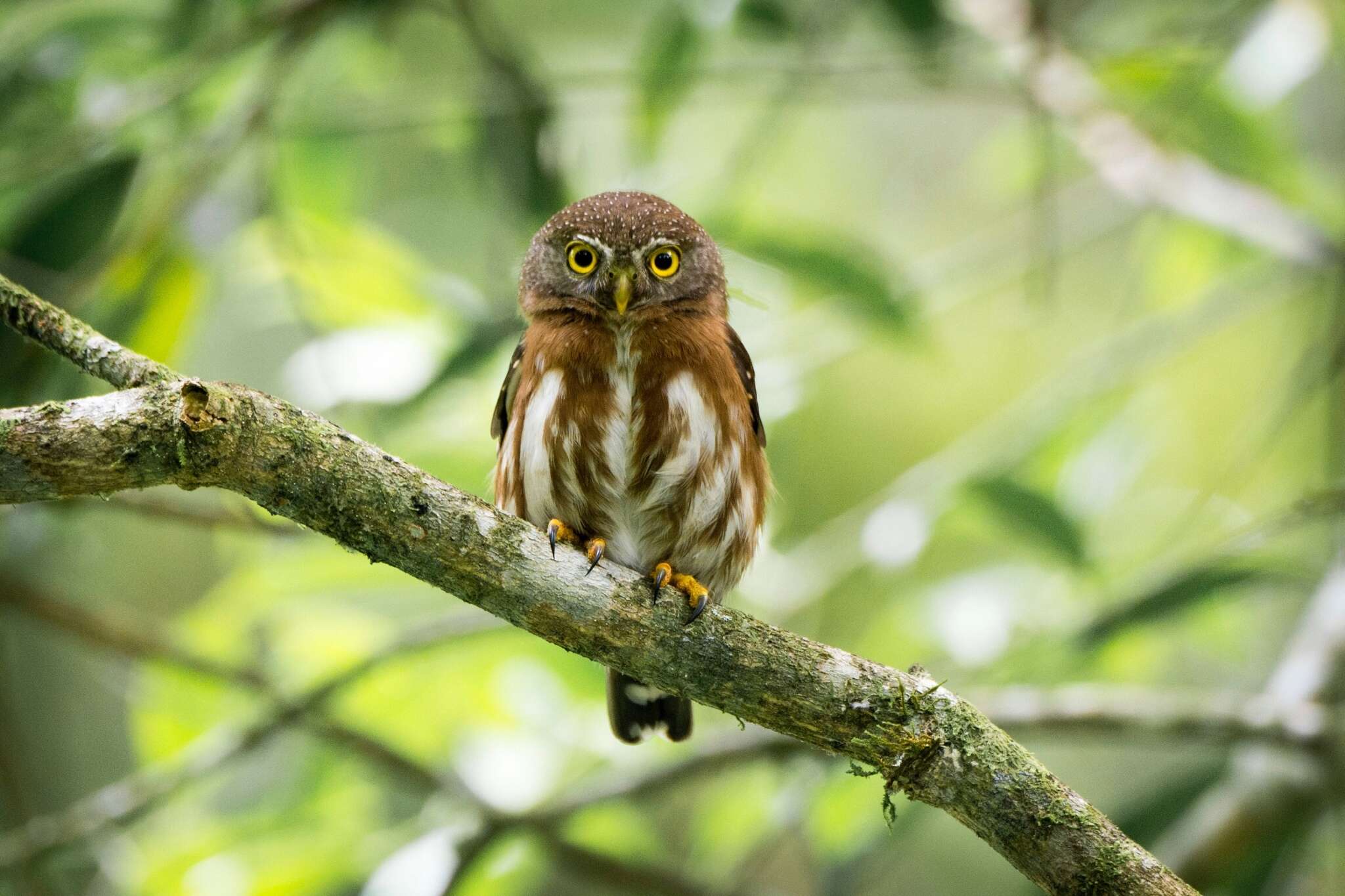 Glaucidium minutissimum (Wied-Neuwied 1830) resmi