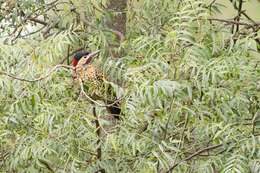 Image of Green-barred Woodpecker