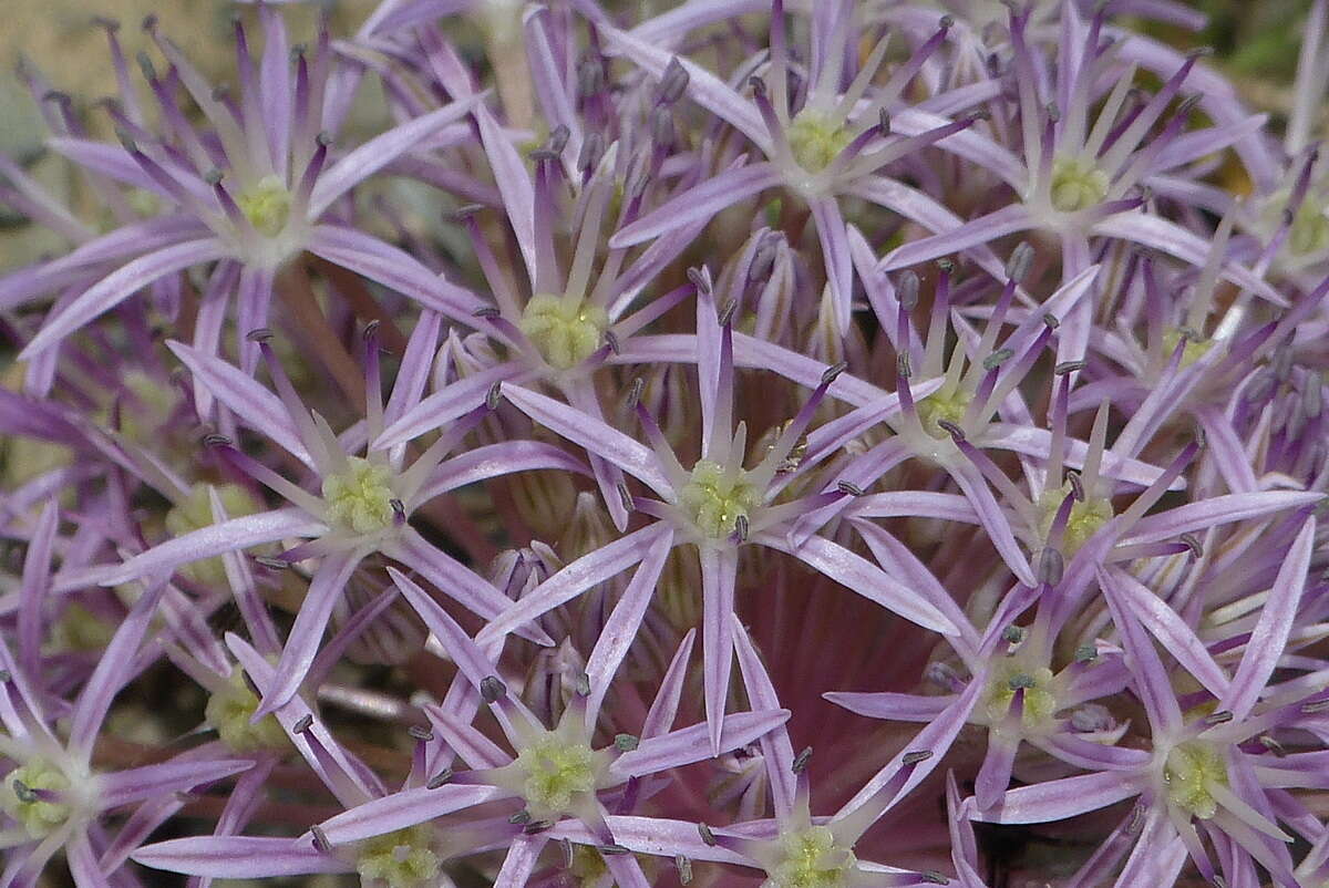 Image of Allium cristophii subsp. cristophii