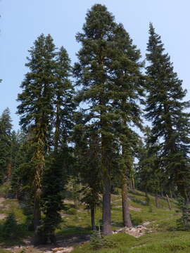 Image de Abies magnifica var. shastensis Lemmon