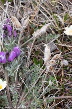 Image of arctic locoweed