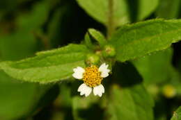 Image of shaggy soldier