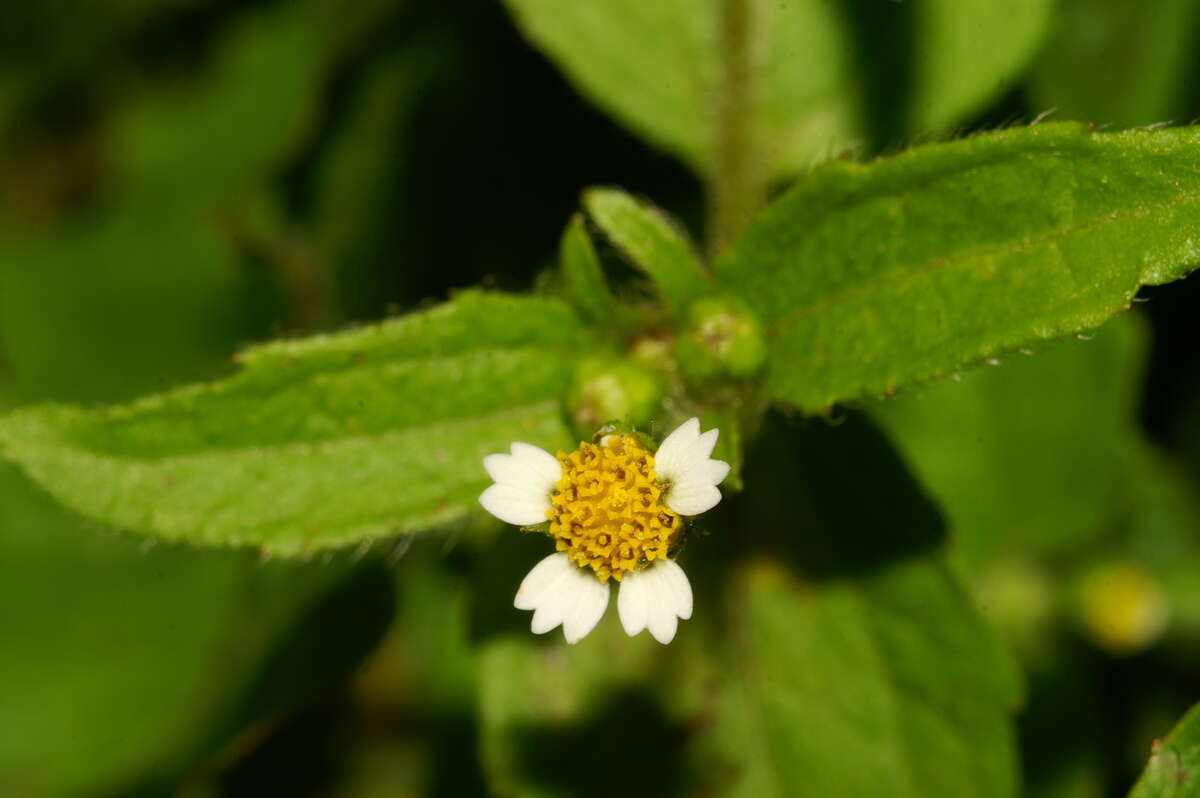 Image of shaggy soldier