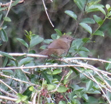 Image of Knysna Scrub-Warbler