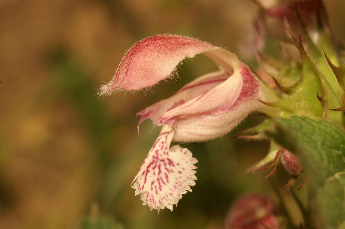 Image of Lamium orvala L.