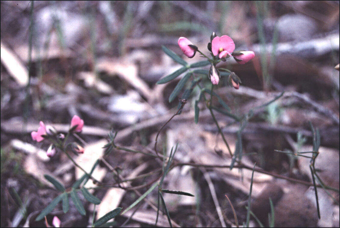 Image of Handsome Wedge Pea