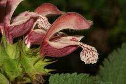 Image of Lamium orvala L.