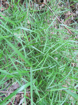 Image de Muhlenbergia utilis (Torr.) Hitchc.