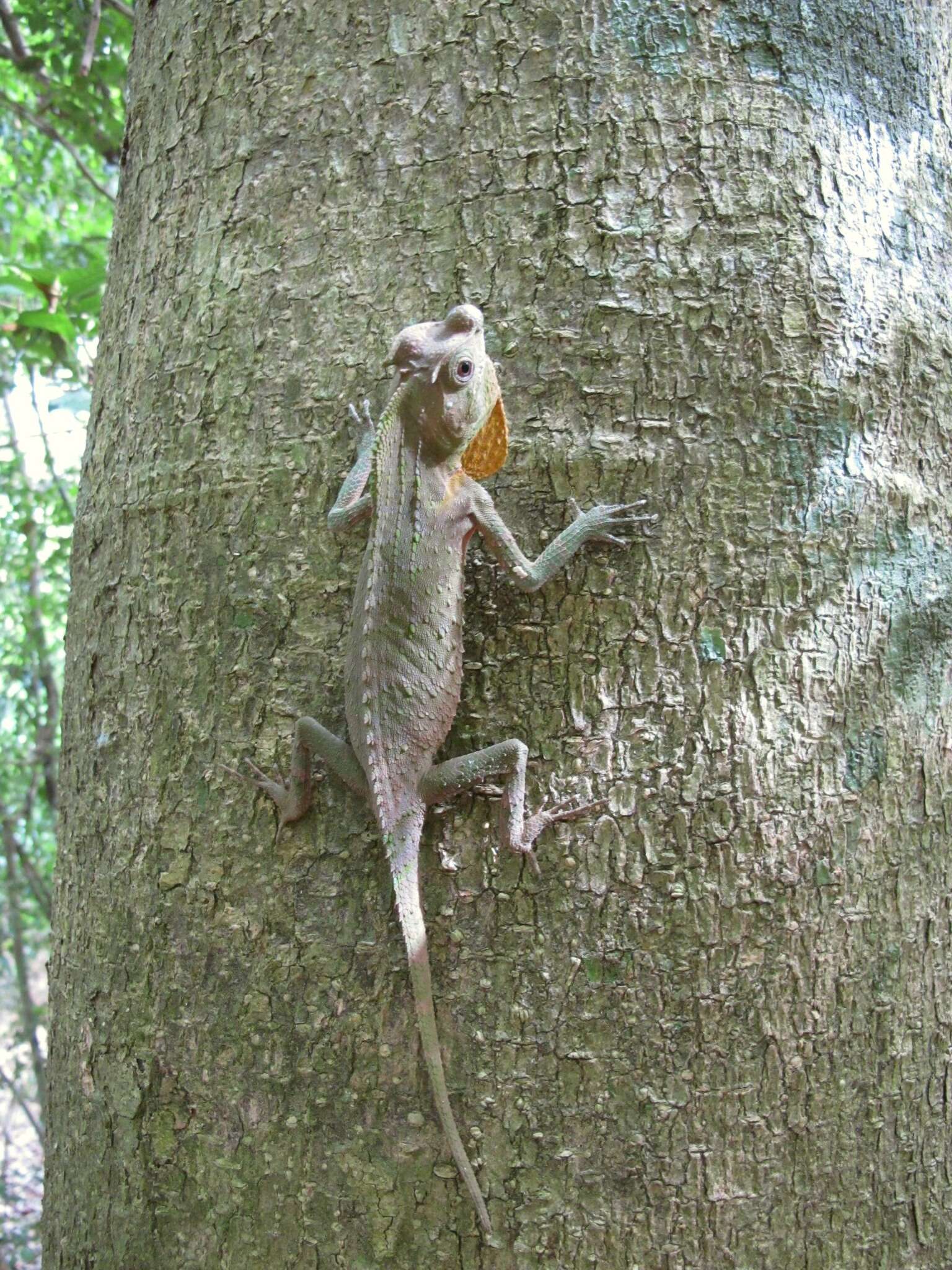 Image of LyreShead Lizard