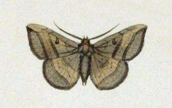 صورة Entomogramma Guenée ex Boisduval & Guenée 1852