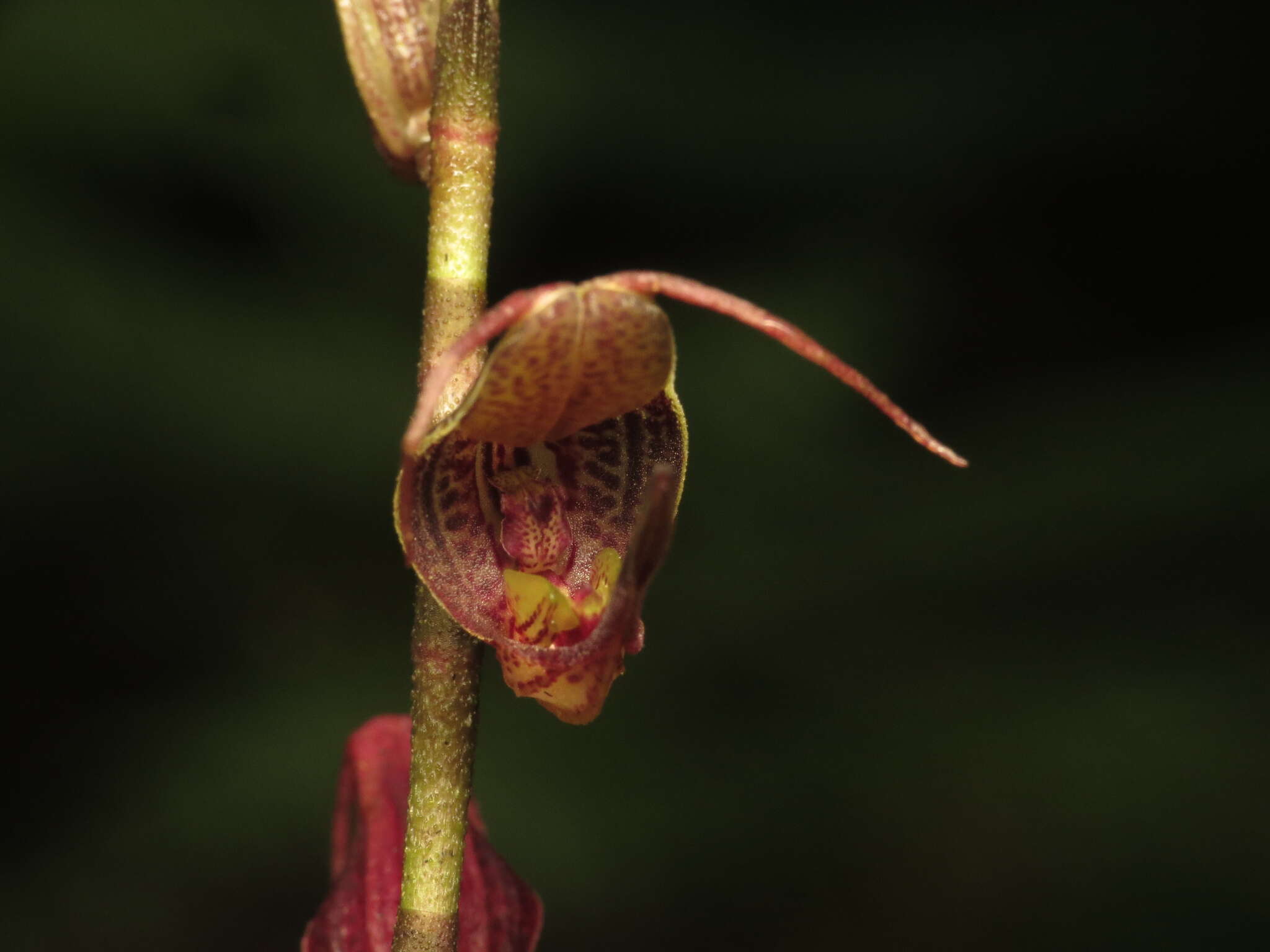 Imagem de Scaphosepalum antenniferum Rolfe