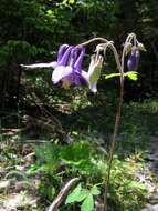 Слика од Aquilegia nigricans Baumg.